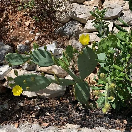 House Damic Vakantiehuis