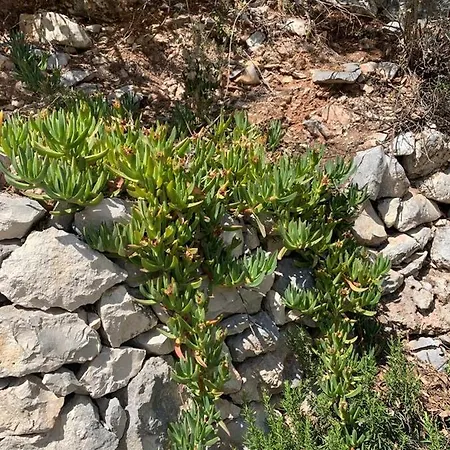 House Damic * Korčula