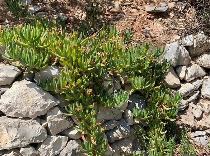 House Damic * Korčula