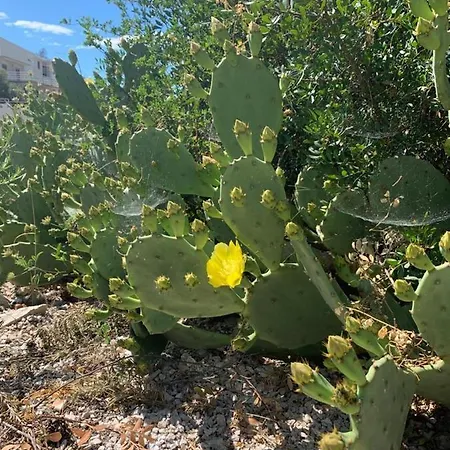 House Damic Ferienhaus Korčula