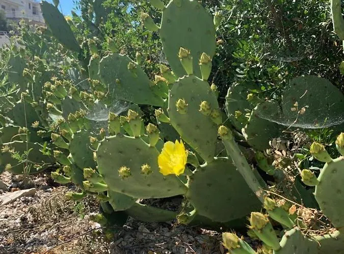 House Damic Σπίτι διακοπών Κόρτσουλα