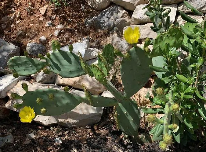 House Damic Σπίτι διακοπών